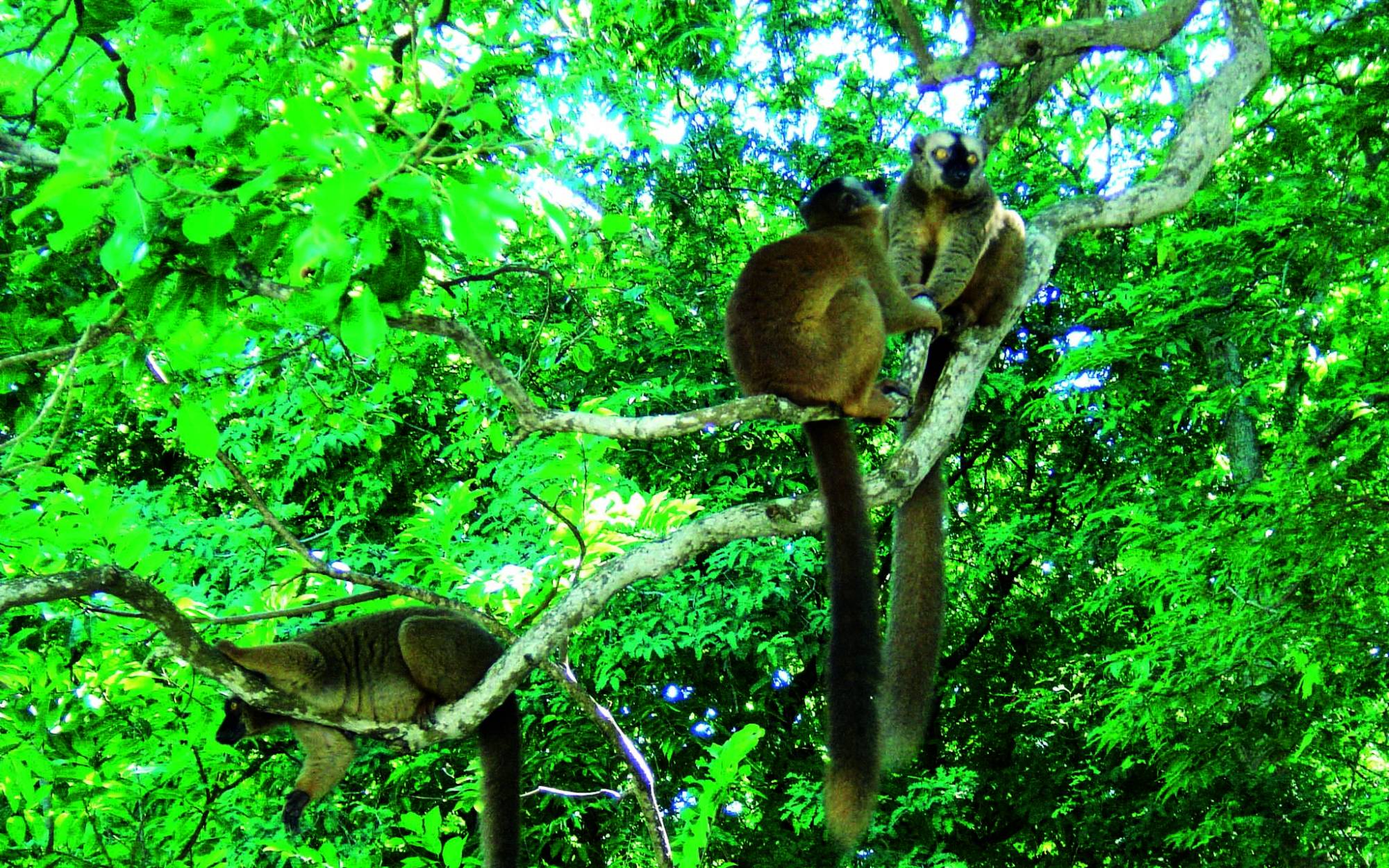 Le maki, famille des lemuriens